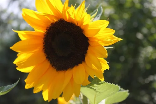 Girasol, aceite negro, 100 semillas por paquete, recién cosechadas, 5-6 pies de altura, flores gigantes con centros negros, un clásico girasol dorado