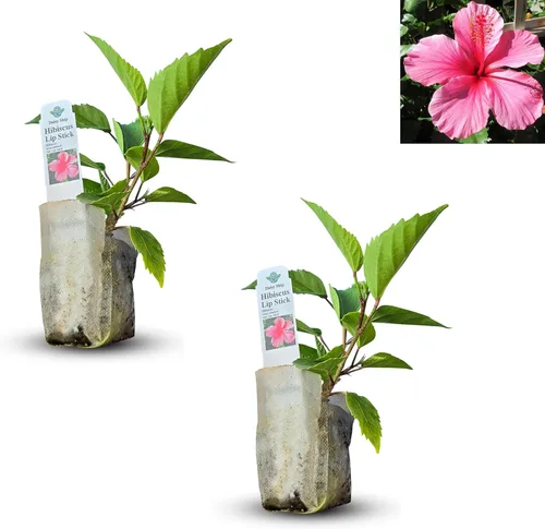 Miniatura 16 de Hibisco Rosa. rosa-sinensis. Planta Viva - Hibisco Tropical Floreciente, Flores Bonitas, Usado en Té y Jugo (2 Plantas de Hibisco Rosa)