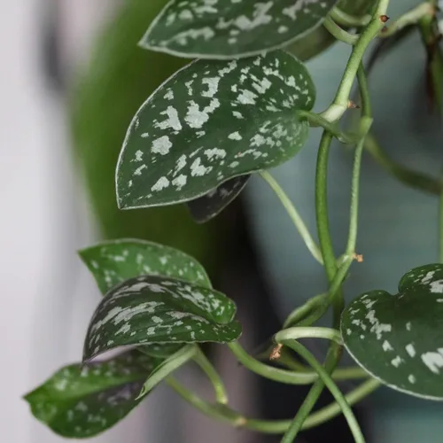 Miniatura 3 de Plantas de Pothos Vivas (4PK) Plantas de Interior Vivas Plantas de Casa, Planta de Pothos Viva Plantas de Casa, Planta de Dinero Pothos