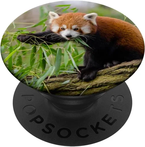 Lote de vasos de panda rojos con diseño de oso de zorro, para amantes de la naturaleza, con agarre y soporte para teléfonos y tabletas