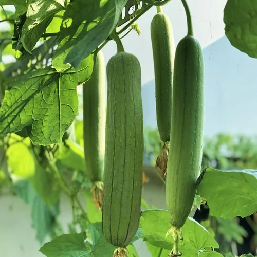 TomorrowSeeds - Semillas de calabaza Luffa lisas de tres hojas - Más de 30 unidades - para plantar 2025 esponja lisa mediana ancha pepino polinizado