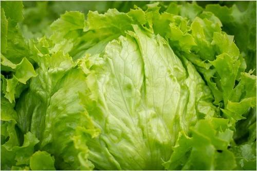 Iceberg Lechuga 250 semillas de reliquia sabrosa y firme hojas crujientes en cabezas medianas compactas ensaladas dulces verduras de jardín clásico