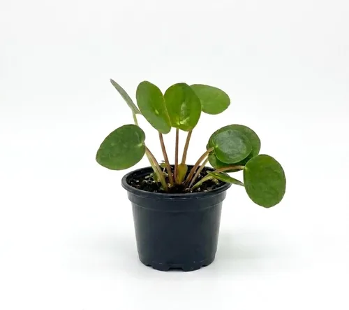 ragnaroc Planta de dinero chino vivo – Árbol del dinero chino – Pilea Peperomioides – Planta de arranque de enchufe de 2 pulgadas – Planta de