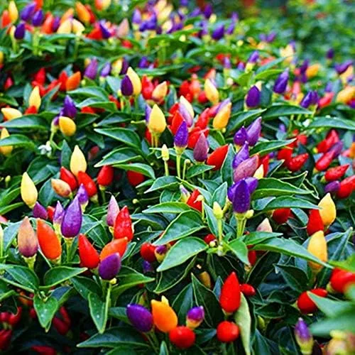 Miniatura 2 de Semillas de plantas de pimienta de 5 colores para plantar Más de 50 semillas Semillas de jardín exóticas para cultivar pimientos multicolores