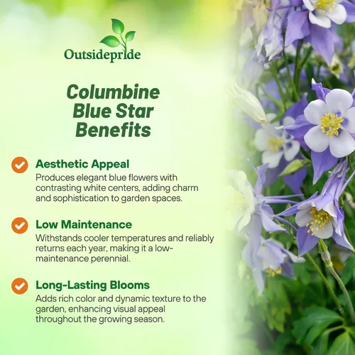 Miniatura 3 de Outsidepride Blue Star Semillas de Columbine – 1000 piezas de semillas de flores perennes, fáciles de cultivar para plantar, adecuadas para jardín