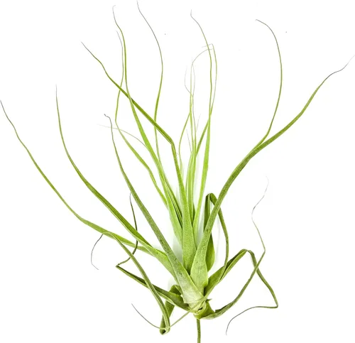 Miniatura 30 de ragnaroc Planta de Aire Viva – Tillandsia Capiput, Jumbo 6-9” - 2 unidades - Llegada Viva Garantizada - Plantas de Casa para Decoración del Hogar