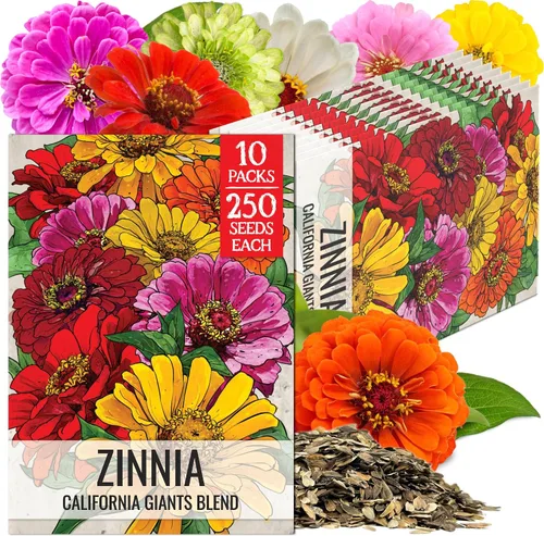 Miniatura 54 de Seed Needs California Giants - Semillas de zinnia – 250 semillas tradicionales para plantar Zinnia elegans – Cultiva flores anuales polinizadas