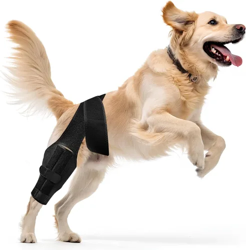 Rodillera para perro para pierna trasera desgarrada del ligamento cruzado anterior, envoltura trasera ajustable para recuperación y prevención de