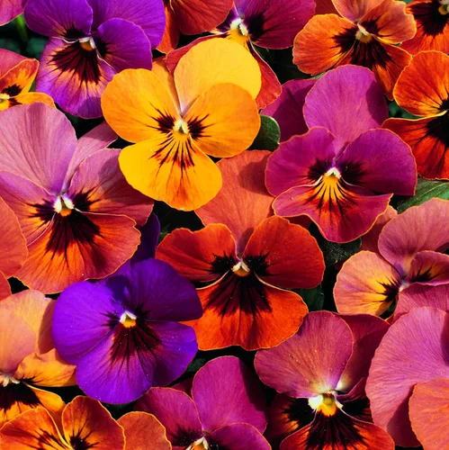 Miniatura 7 de Outsidepride Amber Jewel Mix Viola - Semillas de pensamiento para plantar, 50 unidades. Flores anuales, extendidas, resistentes al frío y aptas