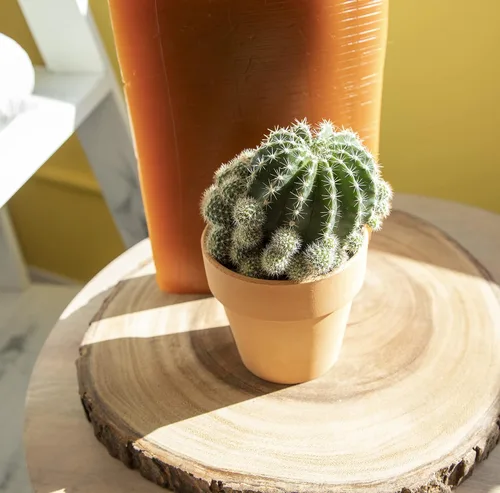 Miniatura 6 de Plantas de cactus viven en maceta de arcilla, cactus vivo en maceta en tierra de cactus, mini cactus vivos, plantas suculentas vivas, cactus vivos