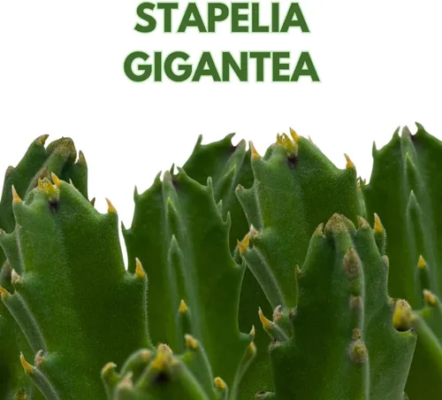 Miniatura 2 de BubbleBlooms Stapelia gigantea, flor gigante de estrella de mar, huernia rara, planta gigante carroñera zulú, maceta de 4 pulgadas