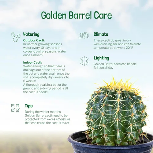Miniatura 4 de Cactus Outlet- Planta de Cactus Barril Dorado - Plantas de Cactus Vivas - Plantas de Cactus Barril Vivas - 1 Galón - Plantas de Cactus Barril Listas