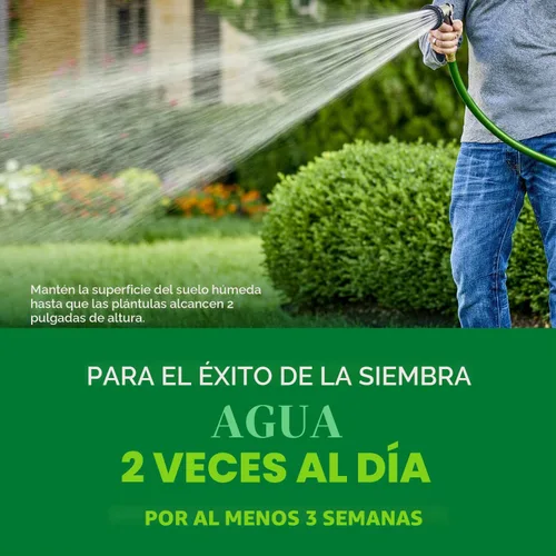 Miniatura 7 de Scotts Turf Builder Rapid Grass - Mezcla de festuca alta, combinación de semillas de césped y fertilizante, cultiva césped verde en solo semanas