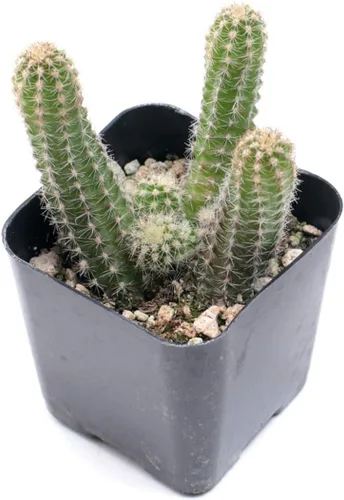 Miniatura 3 de Mountain Crest Gardens Paquete a granel de cactus – 25 plantas vivas, 5 de cada variedad, enraizadas en macetas de 2 pulgadas, cactus reales