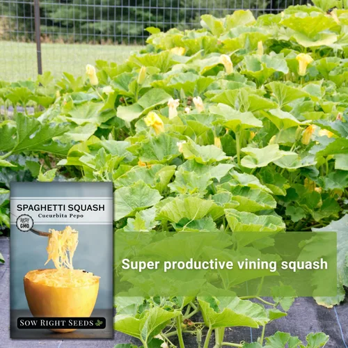 Miniatura 3 de Sow Right Seeds - Semillas de calabaza espagueti para plantar - Paquete de reliquia sin OMG con instrucciones para plantar y cultivar un huerto al
