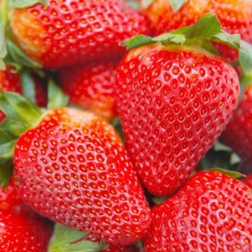 Miniatura 2 de Más de 1500 semillas de árboles frutales para plantar, 400 fresas, 200 arándanos, 300, frambuesa, 300, morera, 200, arándano, 20 cereza, 6 paquetes