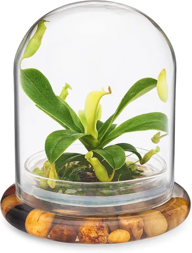 Miniatura 5 de Terrario de planta viva Nepenthes tobaica sin mantenimiento (con musgo Sundew) en frasco de vidrio autosostenible, sin mantenimiento, gran regalo