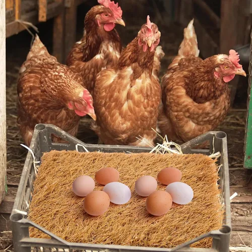 Miniatura 5 de Zhengmy Juego de 12 almohadillas de anidación de pollos, caja nido, almohadillas de anidación lavables para gallinero, alfombra de césped Marrón