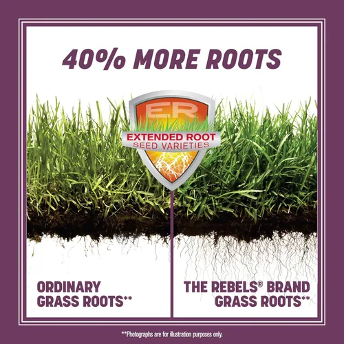 Miniatura 2 de Pennington The Rebels mix de semillas de césped Tall Fescue para zonas sombrías, 3 libras
