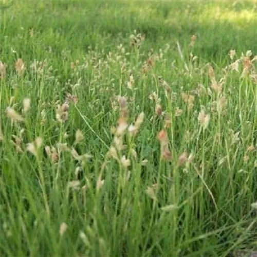 Semillas de 1 onza de hierba nativa de hierba corta, mezcla de semillas, medow, mezcla de polinizador perfecta o cultivo de hierba