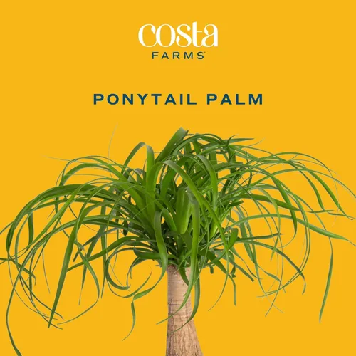 Miniatura 3 de Costa Farms Palma de Cola de Caballo, Planta Viva en Maceta Decorativa, Fácil de Mantener, Planta de Interior Perfecta para el Hogar, Habitación u