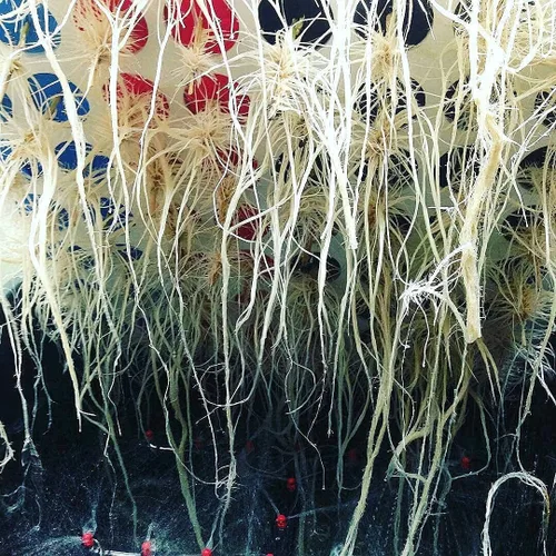 Miniatura 4 de 25 Site aeroponic máquina de clonación
