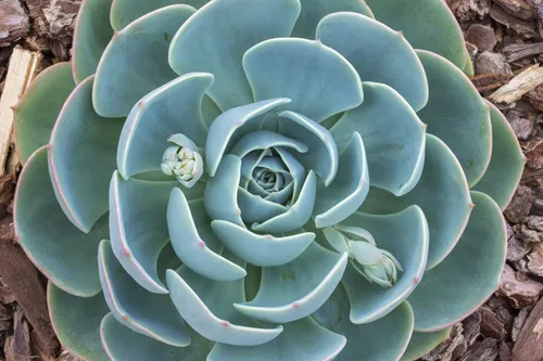 Mezcla de semillas suculentas, más de 60 semillas, mezcla de especies de Echeveria, enviados desde Iowa, EE. UU. - Cultivar cactus suculentos