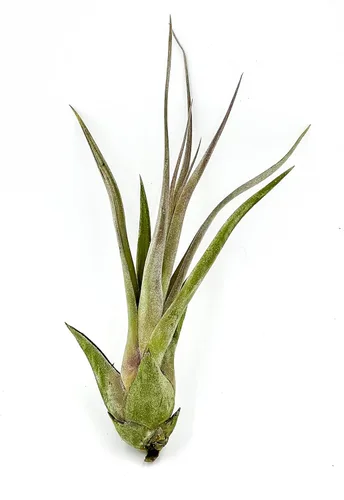 Miniatura 2 de ragnaroc Planta de Aire Viva – Tillandsia Capiput, Jumbo 6-9” - 2 unidades - Llegada Viva Garantizada - Plantas de Casa para Decoración del Hogar