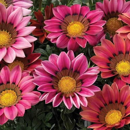 Miniatura 7 de Outsidepride Kiss Rose Gazania Semillas para plantar – 25 piezas de semillas perennes, de bajo mantenimiento, tolerantes a la sequía para flores
