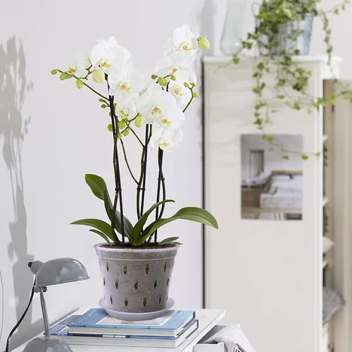 Miniatura 6 de Maceta de orquídeas, 7 pulgadas, paquete de 8 macetas de orquídeas con agujeros y platillos, maceta de plástico transparente para interiores