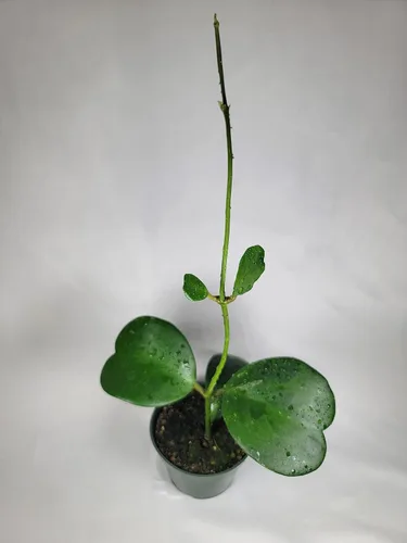 Miniatura 2 de Hoya Kerrii con hojas en forma de corazón, planta viva Hoya, gran regalo para madres y seres queridos, planta viva Hoya