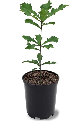 Miniatura 3 de American Plant Exchange Southern Live Oak Tree, maceta de 5 galones, 2-3 pies de alto, planta grande para jardín al aire libre, planta viva, árbol