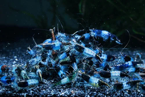 Miniatura 3 de Camarones vivos de acuario de agua dulce - Neocaridina (Carbon Rili, 10 unidades)
