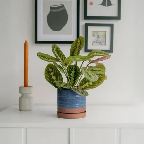 Miniatura 2 de HERDUK Macetas para plantas de 6 pulgadas, maceta de cerámica con orificio de drenaje y platillo, maceta cilíndrica redonda para Azul aguamarina