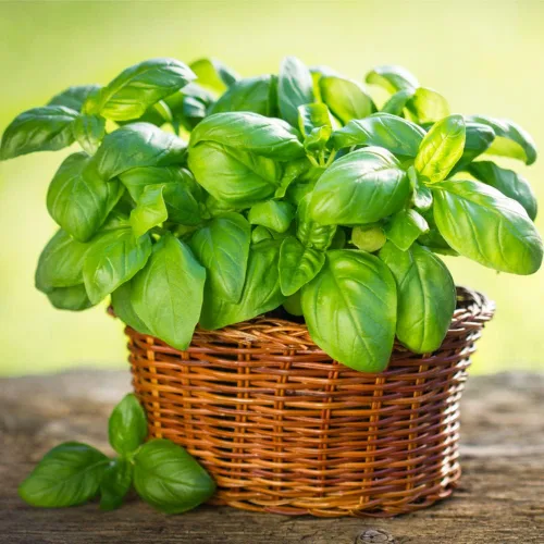 Miniatura 2 de Semillas de Albahaca Genovesa (550 Semillas)