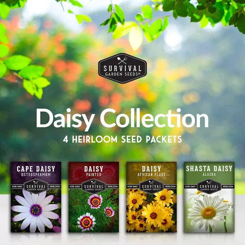 Miniatura 2 de Survival Garden Seeds Colección de semillas de margaritas para plantar, 4 paquetes, escamas africanas, capa, pintadas y margaritas Shasta, semillas