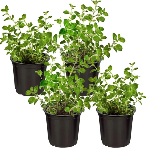 Miniatura 14 de Hierba aromática y comestible viva, lavanda (4 por paquete), potenciador natural del sueño, 6 pulgadas de alto por 4 pulgadas de ancho en 1 pinta