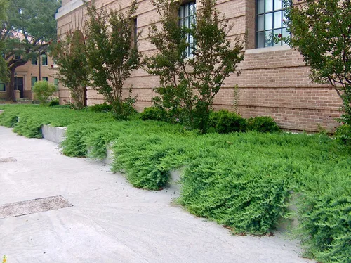 Miniatura 3 de Blue Pacific Shore Juniper 3 plantas vivas Juniperus Conferta Cubierta del suelo de hoja perenne, paisajismo costero resistente, arbusto