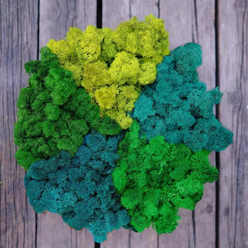 Miniatura 31 de Musgo de Reno Preservado Verde Natural Kit de Bricolaje Arte de Jardinería Decoración de Pared Decoración de Floristería Decoración de Mesa