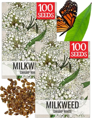Miniatura 21 de Seed Needs Semillas de algodoncillo naranja para plantar malezas de mariposa, semillas de flores perennes sin tratar para cultivar un jardín