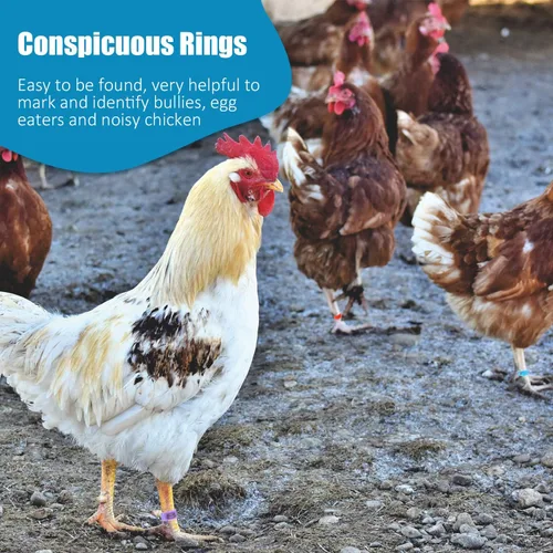Miniatura 6 de Weewooday 48 bandas de pierna de pollo de 0.630 in, anillos de identificación de patas de pollo, bandas de identificación de aves de corral