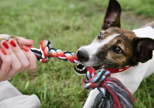 Miniatura 7 de Fida Juguetes de cuerda para perros, paquete de 4 unidades, resistentes cuerdas de algodón para masticar para interiores y exteriores, juego