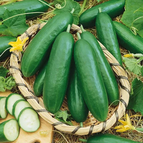 Miniatura 3 de Semillas de pepino Eden Brothers - Suyo Long