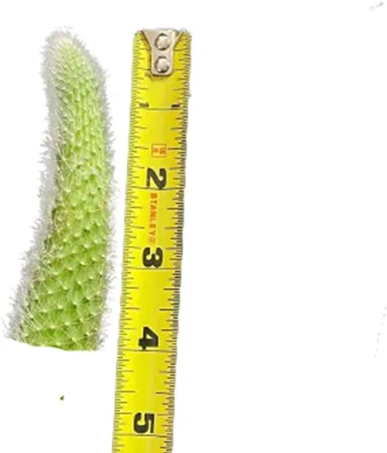 Plantas de cactus vivos Cleistocactus Colademononis-Cola de mono (sin corte de raíz) (4 pulgadas de largo)