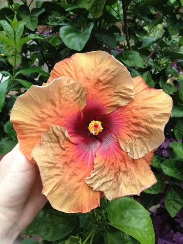 Miniatura 7 de Peters Professional Bloom Booster 10-30-20 con micronutrientes. Ideal para todas las plantas con flores, 1 libra