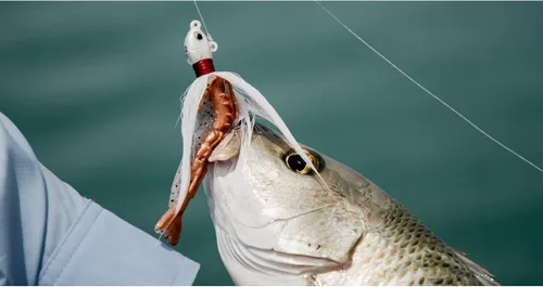 Miniatura 4 de Berkley Gulp! Shrimp Saltwater Fishing Soft Bait Camarones Naturales