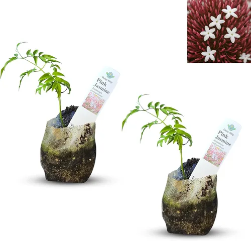 Miniatura 49 de Hibisco Rosa. rosa-sinensis. Planta Viva - Hibisco Tropical Floreciente, Flores Bonitas, Usado en Té y Jugo (2 Plantas de Hibisco Rosa)