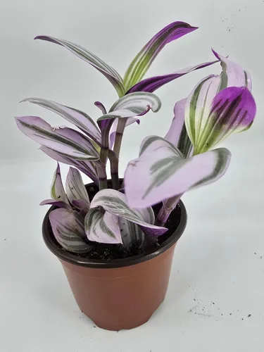 Miniatura 4 de Judío errante Juego de 2 Pink Tradescantia Nanouk Plantas vivas enraizadas en macetas de 4 pulgadas