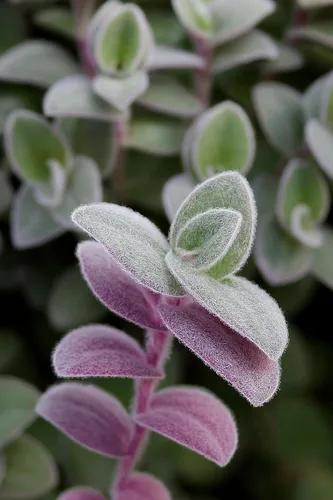 4 Baby Bunny Bellies Wandering Jew Cuttings to Grow - Tradescantia Sillamontana, Telaraña de telaraña
