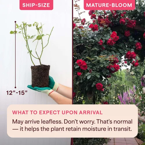 Miniatura 2 de Rosas trepadoras tradicionales, planta de raíz viva para jardín al aire libre, Arborose® Florentina, moderadamente fragante, zonas de rusticidad